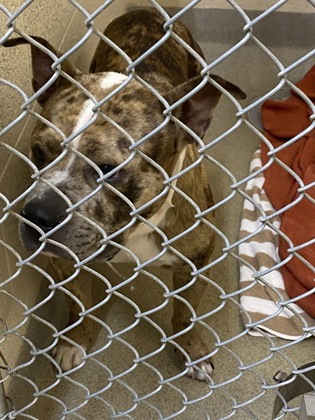 Shelter Stray Male Dog last seen UNKNOWN, Vero Beach,, 6230 77th St, Vero Beach, FL 32967, USA