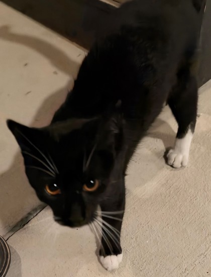 Shelter Stray Male Cat last seen Wiseman Blvd, San Antonio, TX, 4804 Fredericksburg Rd, San Antonio, TX 78229, USA