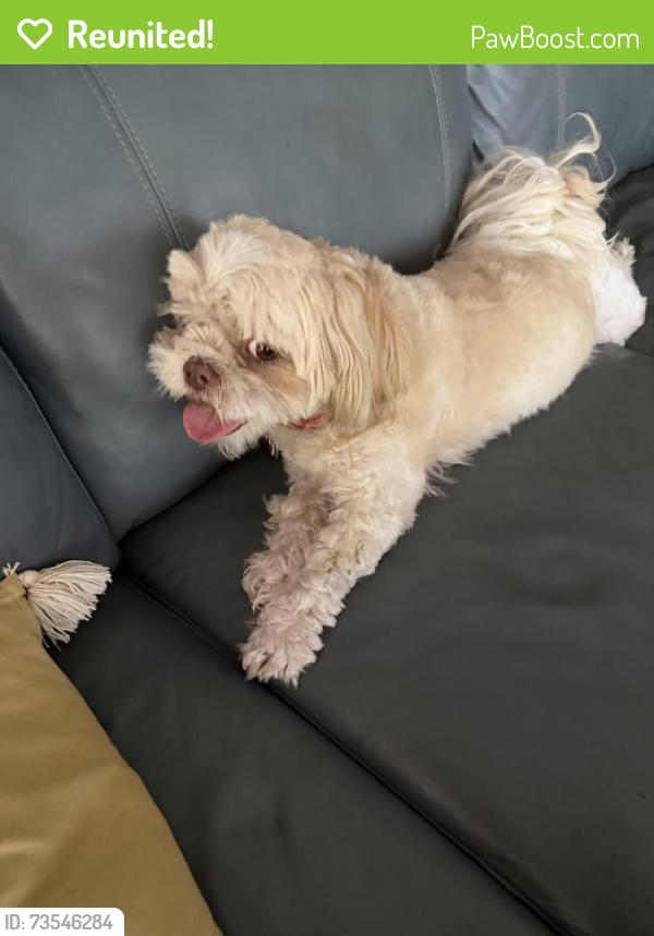 Reunited Female Dog last seen Washington and S 26th Ave, Hollywood, FL 33020