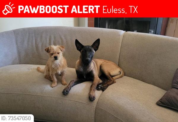 Lost Female Dog last seen Ash Lane - Brownstone St, Euless, TX 76039