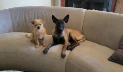 Lost Female Dog last seen Ash Lane - Brownstone St, Euless, TX 76039