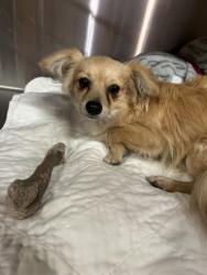 Shelter Stray Male Dog last seen Near Vaughn Ave, EVERMAN, TX, 3961 Bluebell Dr, Everman, TX 76140, USA