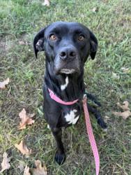 Shelter Stray Female Dog last seen Near Fairlane Drive, 64138, MO, 7077 Elmwood Ave, Kansas City, MO 64132, USA