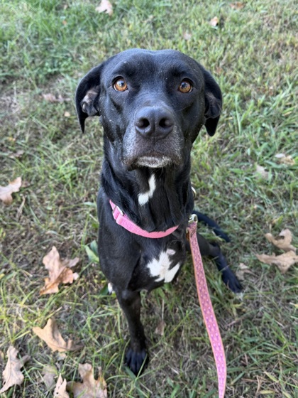 Shelter Stray Female Dog last seen Near Fairlane Drive, 64138, MO, 7077 Elmwood Ave, Kansas City, MO 64132, USA
