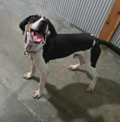 Shelter Stray Male Dog last seen Columbia St, Mason County, WV, 1965 Fairground Rd, Point Pleasant, WV 25550, USA
