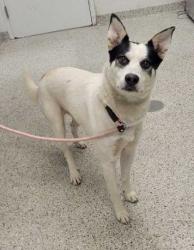 Shelter Stray Male Dog last seen Near E 59th St, 64110, MO, 7077 Elmwood Ave, Kansas City, MO 64132, USA