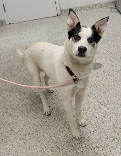 Shelter Stray Male Dog last seen Near E 59th St, 64110, MO, 7077 Elmwood Ave, Kansas City, MO 64132, USA
