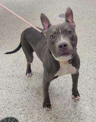 Shelter Stray Male Dog last seen Near Flora Ave, 64131, MO, 7077 Elmwood Ave, Kansas City, MO 64132, USA