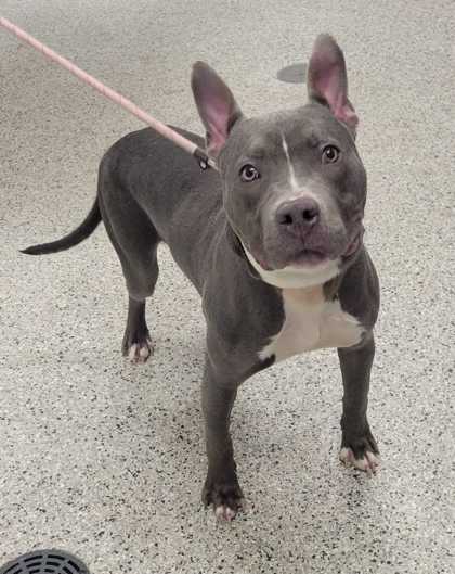 Shelter Stray Male Dog last seen Near Flora Ave, 64131, MO, 7077 Elmwood Ave, Kansas City, MO 64132, USA