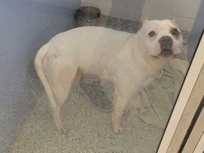 Shelter Stray Male Dog last seen Near Tracy Ave #8, 64131, MO, 7077 Elmwood Ave, Kansas City, MO 64132, USA