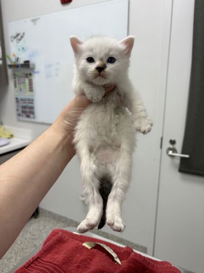 Shelter Stray Male Cat last seen Near East 40 HWY, 64129, MO, 7077 Elmwood Ave, Kansas City, MO 64132, USA