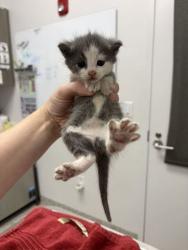 Shelter Stray Male Cat last seen Near East 40 HWY, 64129, MO, 7077 Elmwood Ave, Kansas City, MO 64132, USA