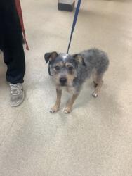 Shelter Stray Male Dog last seen Near ginger court, East District, TX, 355 Hillshire Dr, Haslet, TX 76052, USA