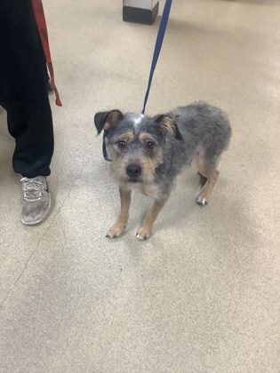 Shelter Stray Male Dog last seen Near ginger court, East District, TX, 355 Hillshire Dr, Haslet, TX 76052, USA