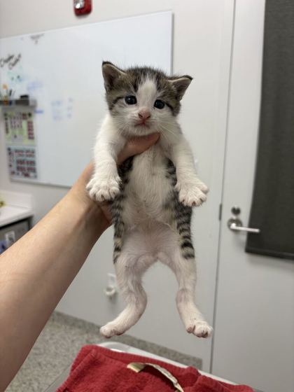 Shelter Stray Female Cat last seen Near East 40 HWY, 64129, MO, 7077 Elmwood Ave, Kansas City, MO 64132, USA