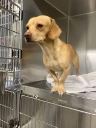 Shelter Stray Male Dog last seen Near beach street, East District, TX, 355 Hillshire Dr, Haslet, TX 76052, USA