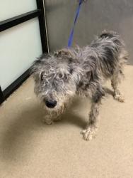 Shelter Stray Male Dog last seen Near Lake Falls Dr, North District, TX, 355 Hillshire Dr, Haslet, TX 76052, USA