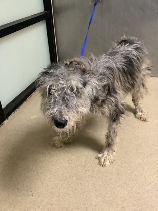 Shelter Stray Male Dog last seen Near Lake Falls Dr, North District, TX, 355 Hillshire Dr, Haslet, TX 76052, USA