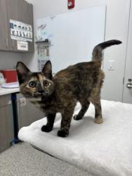 Shelter Stray Female Cat last seen Near Oak St, 64111, MO, 7077 Elmwood Ave, Kansas City, MO 64132, USA