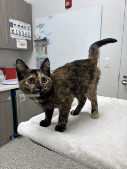 Shelter Stray Female Cat last seen Near Oak St, 64111, MO, 7077 Elmwood Ave, Kansas City, MO 64132, USA