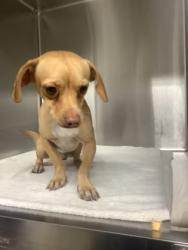 Shelter Stray Male Dog last seen Near beach street, East District, TX, 355 Hillshire Dr, Haslet, TX 76052, USA