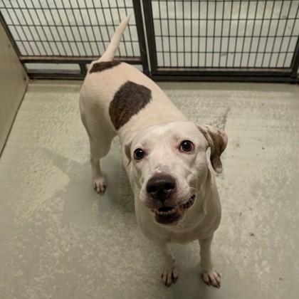 Shelter Stray Female Dog last seen W PARK AVE, Valdosta-31602, GA, 337 Gil Harbin Industrial Blvd, Valdosta, GA 31601, USA