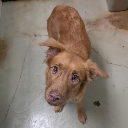 Shelter Stray Female Dog last seen DIANA DR, Valdosta-31601, GA, 337 Gil Harbin Industrial Blvd, Valdosta, GA 31601, USA