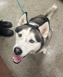 Shelter Stray Male Dog last seen Near New London Rd, Ross Twp, OH, 1820 Princeton Rd, Hamilton, OH 45011, USA