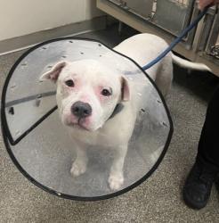Shelter Stray Male Dog last seen Schoolview Dr, Liberty Twp, OH, 1820 Princeton Rd, Hamilton, OH 45011, USA