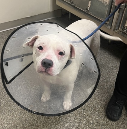 Shelter Stray Male Dog last seen Schoolview Dr, Liberty Twp, OH, 1820 Princeton Rd, Hamilton, OH 45011, USA