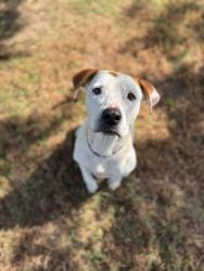 Shelter Stray Female Dog last seen Near E George Richey, Longview, City of, TX, 303 H G Mosley Pkwy, Longview, TX 75604, USA