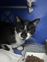 Shelter Stray Male Cat last seen Near Hobart St. Eau Claire, City of Eau Claire, WI, 3900 Old Town Hall Rd, Eau Claire, WI 54701, USA