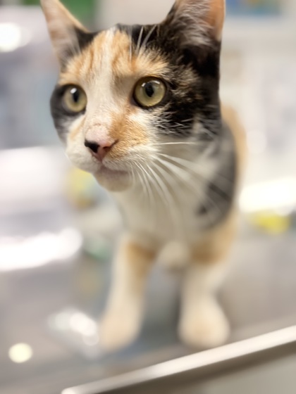 Shelter Stray Female Cat last seen Near Melby St, Town / Village of Lake Hallie, WI, 3900 Old Town Hall Rd, Eau Claire, WI 54701, USA