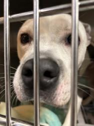 Shelter Stray Male Dog last seen Near hank Aaron, Atlanta, GA, 1251 Fulton Industrial Blvd NW, Atlanta, GA 30336, USA