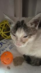 Shelter Stray Female Cat last seen Near Stone Pine Court, North Charleston, SC, 2455 Remount Rd, North Charleston, SC 29406, USA