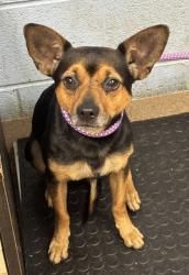 Shelter Stray Male Dog last seen Near Chamblee Tucker Rd, Atlanta, GA 30341, 30341, GA, 3280 Chamblee Dunwoody Rd, Chamblee, GA 30341, USA
