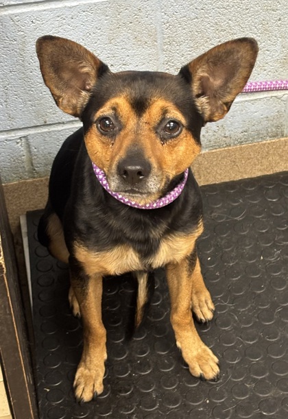 Shelter Stray Male Dog last seen Near Chamblee Tucker Rd, Atlanta, GA 30341, 30341, GA, 3280 Chamblee Dunwoody Rd, Chamblee, GA 30341, USA