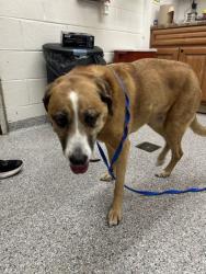 Shelter Stray Female Dog last seen Popular Hill Rd, Knox County ASO, TN, 3201 Division St, Knoxville, TN 37919, USA