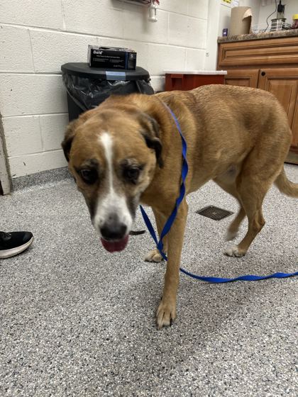 Shelter Stray Female Dog last seen Popular Hill Rd, Knox County ASO, TN, 3201 Division St, Knoxville, TN 37919, USA