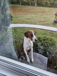 Shelter Stray Male Dog last seen W Gallaher Ferry Rd, City of Knoxville GP, TN, 3201 Division St, Knoxville, TN 37919, USA