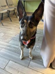 Shelter Stray Female Dog last seen Near Fawnie Ln, Knox County GP, TN, 3201 Division St, Knoxville, TN 37919, USA