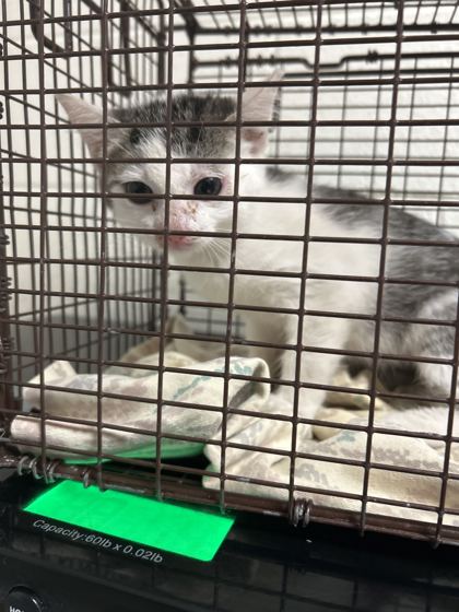 Shelter Stray Male Cat last seen Near Walker Blvd, Knox County GP, TN, 3201 Division St, Knoxville, TN 37919, USA