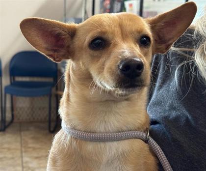 Shelter Stray Female Dog last seen JARRELL, C BUD STOCKTON LOOP, Williamson County, TX, 1855 SE Inner Loop, Georgetown, TX 78626, USA