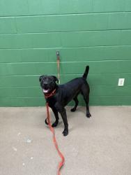 Shelter Stray Female Dog last seen Near Pineland Meadows Rd, 29627, Anderson County, SC, 1320 US-29, Anderson, SC 29626, USA