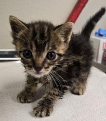 Shelter Stray Female Cat last seen E Gettysburg Ave & Minnewawa Ave, Cedar Grove Zone Fresno CO 4, CA, 1510 W Dan Ronquillo Dr, Fresno, CA 93706, USA
