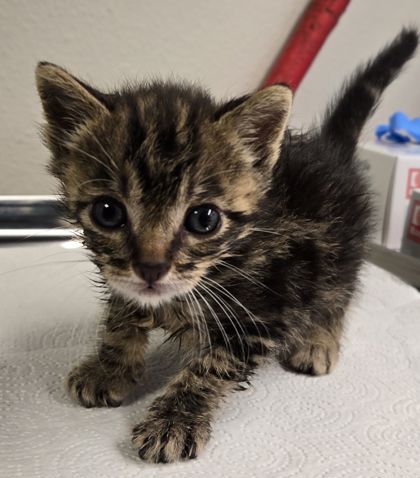 Shelter Stray Female Cat last seen E Gettysburg Ave & Minnewawa Ave, Cedar Grove Zone Fresno CO 4, CA, 1510 W Dan Ronquillo Dr, Fresno, CA 93706, USA