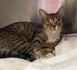 Shelter Stray Female Cat last seen Near Richwood Ave, 21212, MD, 2490 Giles Rd, Baltimore, MD 21225, USA