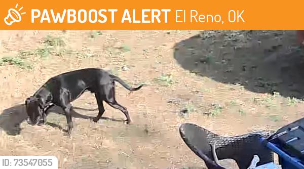 Found/Stray Male Dog last seen El Reno sunset blvd, El Reno, OK 73036