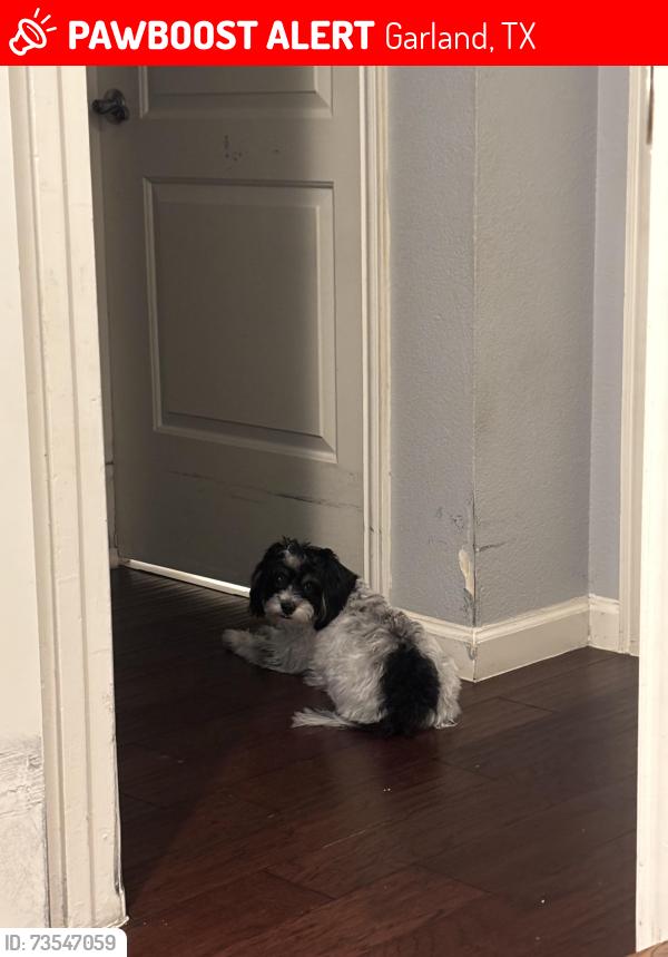 Lost Male Dog last seen Near Eden Crest Dr., Garland, TX 75042