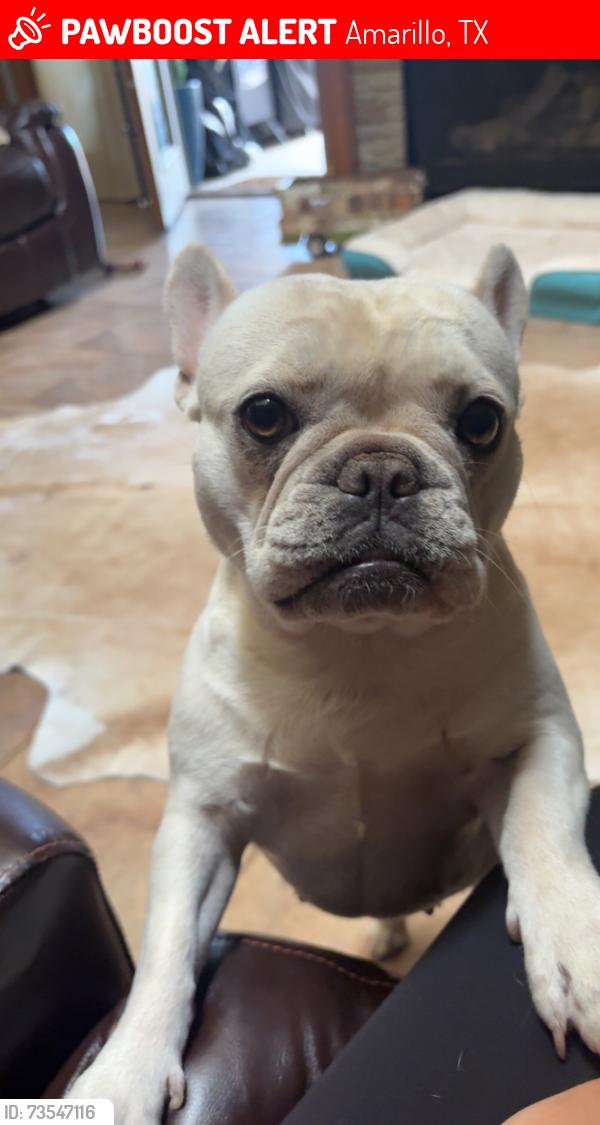 Lost Female Dog last seen Academy Dr., Amarillo, TX 79119